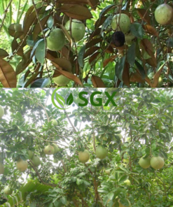 Cây Vú Sữa