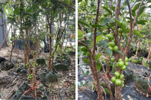 Cây Nho Thân Gỗ - Ảnh 4