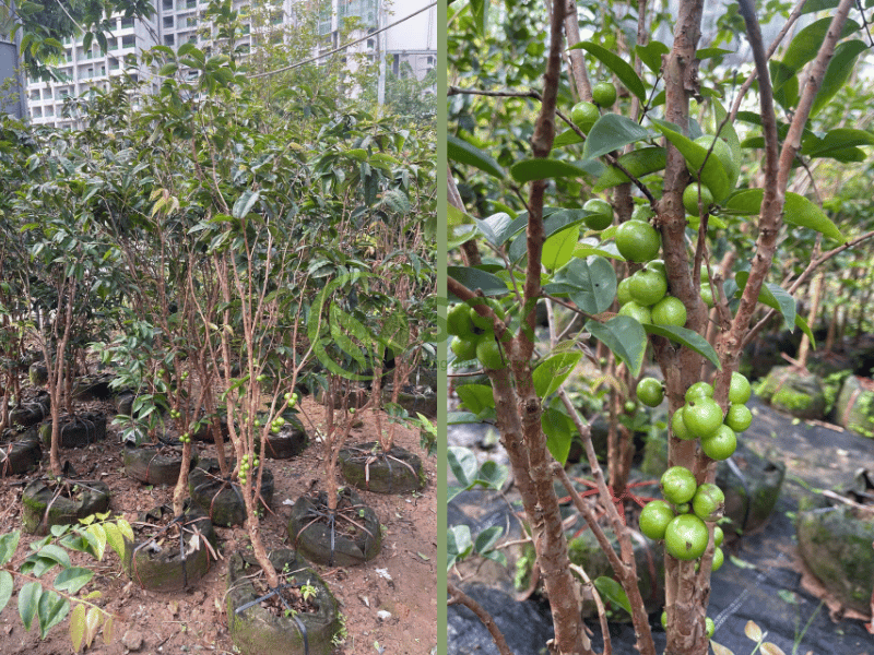 Cây Nho Thân Gỗ cây nho thân gỗ (4)