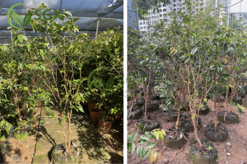 Cây Nho Thân Gỗ - Ảnh 5