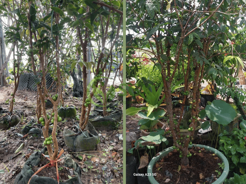 Cây Nho Thân Gỗ cây nho thân gỗ (5)