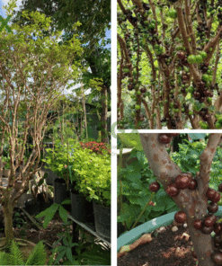 cây nho thân gỗ (5)